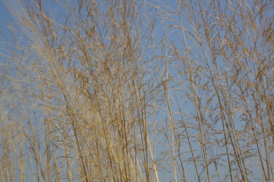 Deschampsia cespitosa palava