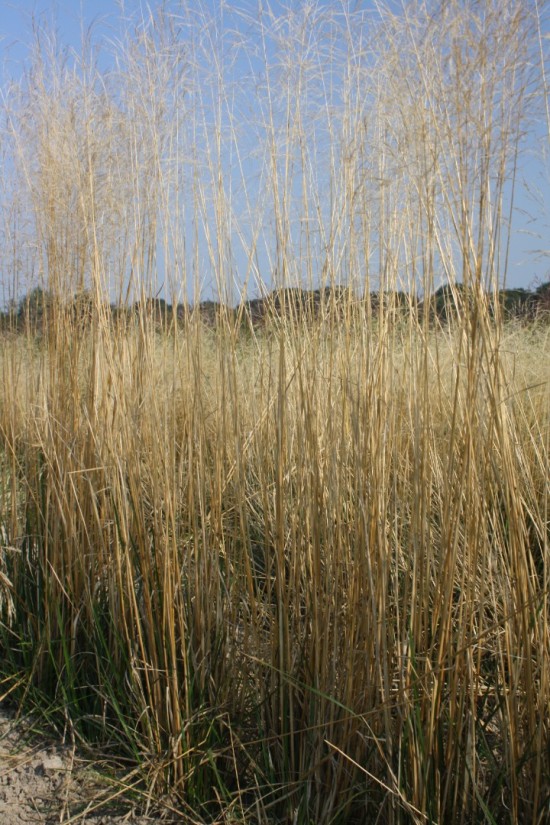 Deschampsia cespitosa palava