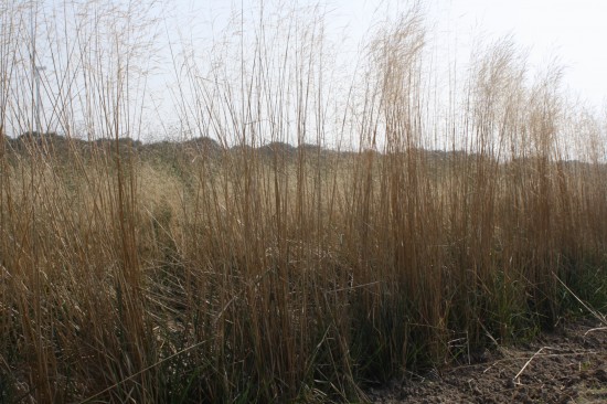 Deschampsia cespitosa palava