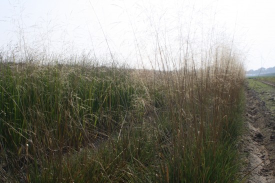 Deschampsie cespitosa tantrager