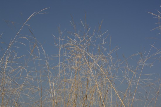 Deschampsie cespitosa tantrager