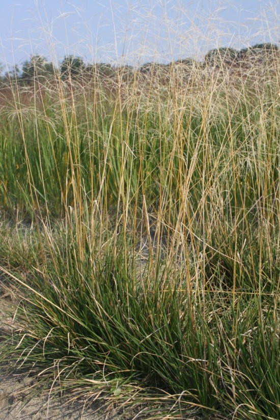 Deschampsie cespitosa tantrager