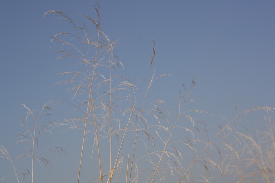 Deschampsia cespitosa waldschrat