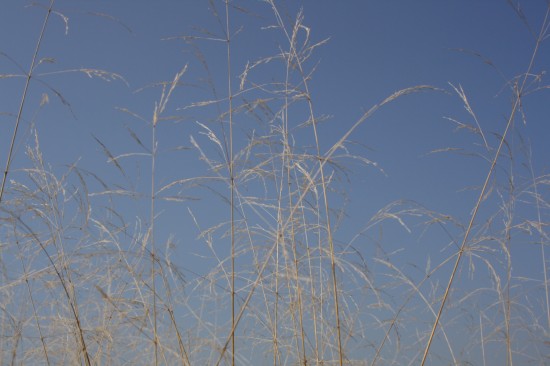 Deschampsia cespitosa bronzeschleier