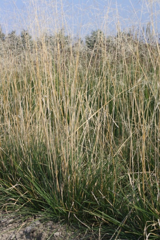 Deschampsia cespitosa bronzeschleier