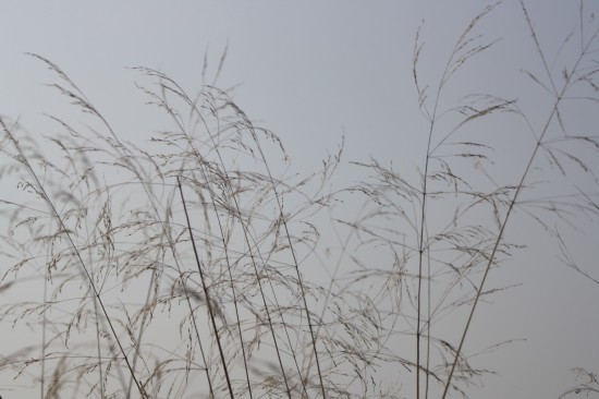 Deschampsia cespitosa schotland