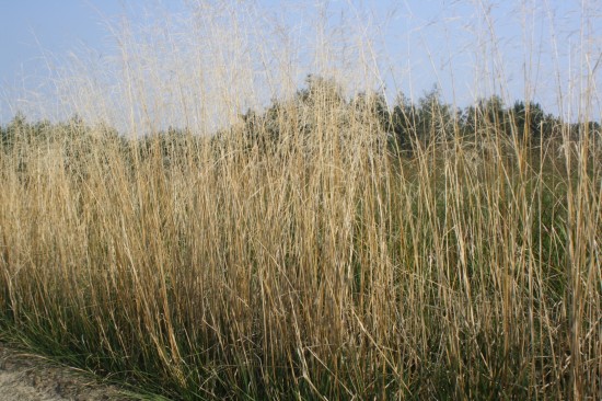 Deschampsia cespitosa goldschleier3