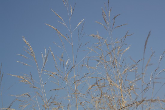 Deschampsia cespitosa goldgehange