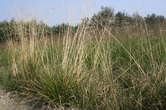 Deschampsia cespitosa goldgehange