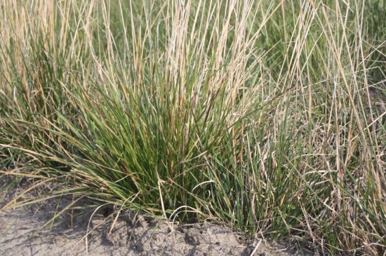 Deschampsia cespitosa goldgehange
