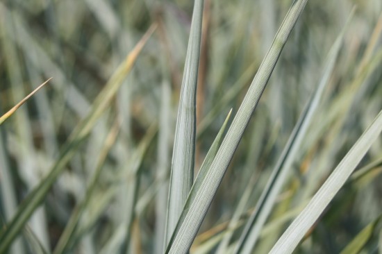 Leymus arenarius blue dune