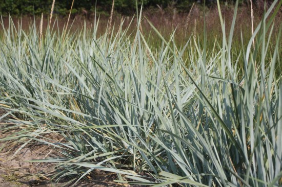 Leymus arenarius blue dune