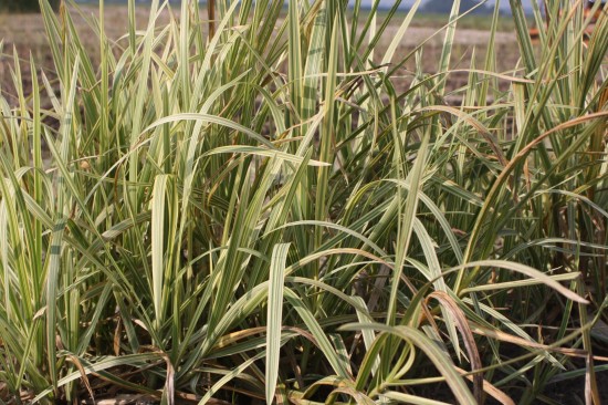 phalaris arundinacea