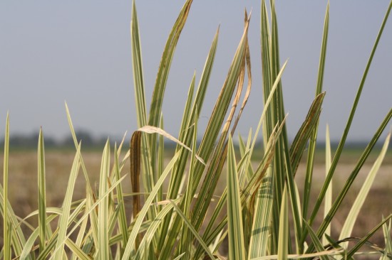 phalaris arundinacea