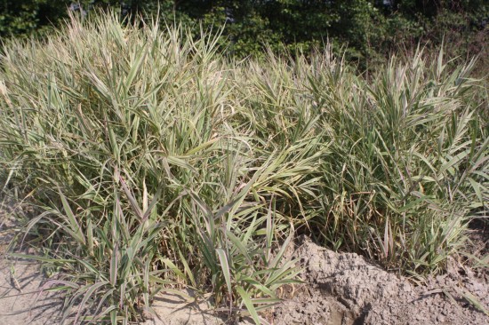 Phalaris arundinacea - Feesey