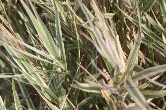 Phalaris arundinacea - Feesey