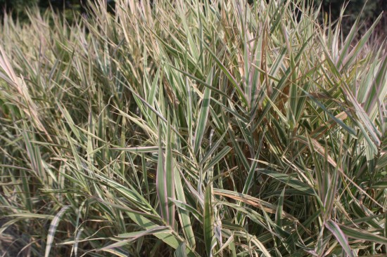 Phalaris arundinacea - Feesey