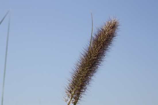 Pennisetum alopecoides - Japonicum