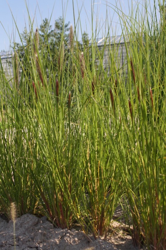 Pennisetum alopecoides - Japonicum