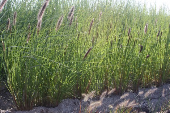 Pennisetum alopecoides - Japonicum