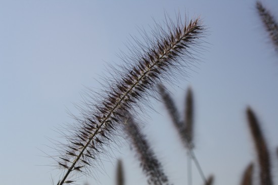 Pennisetum alopecoides - Herbstzauber