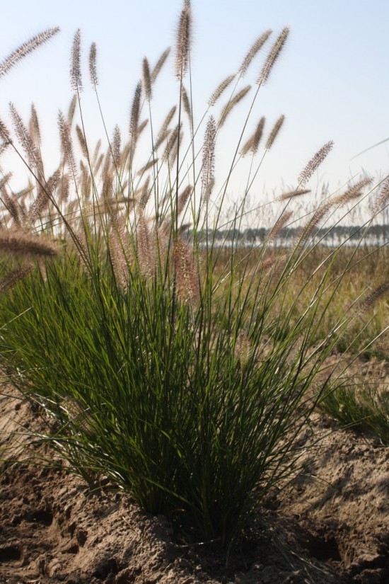 Pennisetum alopecoides - Herbstzauber