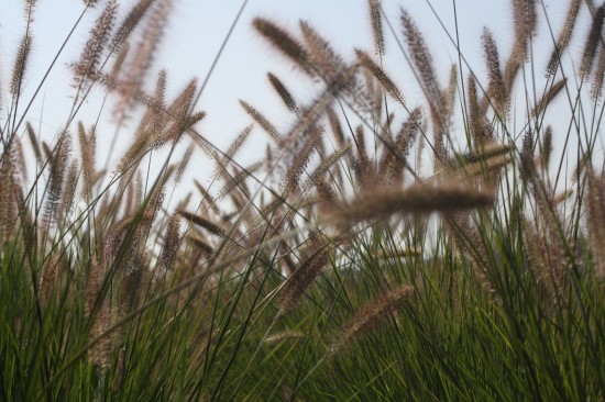 Pennisetum alopecoides - Herbstzauber