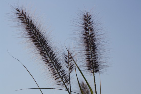 Pennisetum alopecoides red head