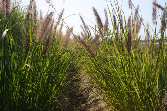 Pennisetum alopecoides red head