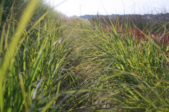 Pennisetum alopecoides national arboretum