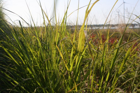 Pennisetum alopecoides national arboretum