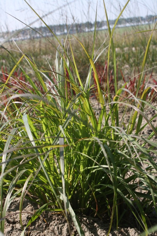 Pennisetum alopecoides national arboretum