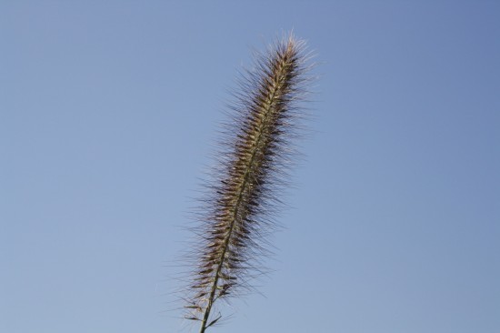 Pennisetum alopecoides reborn