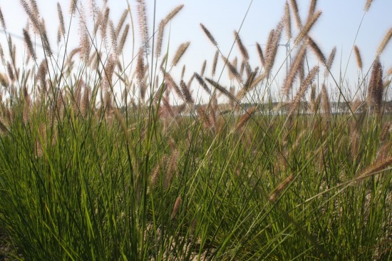 Pennisetum alopecoides reborn
