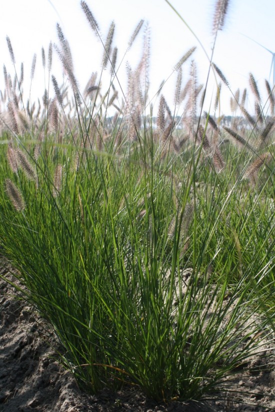 Pennisetum alopecoides reborn