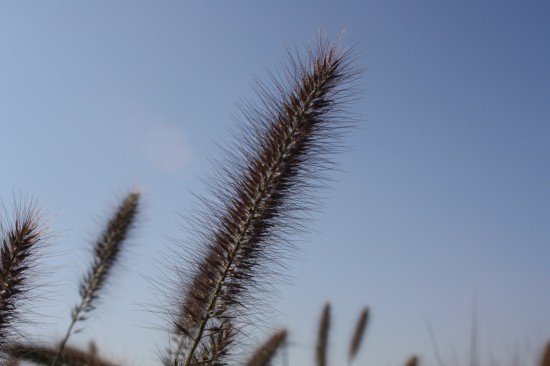 Pennisetum alopecoides cassian