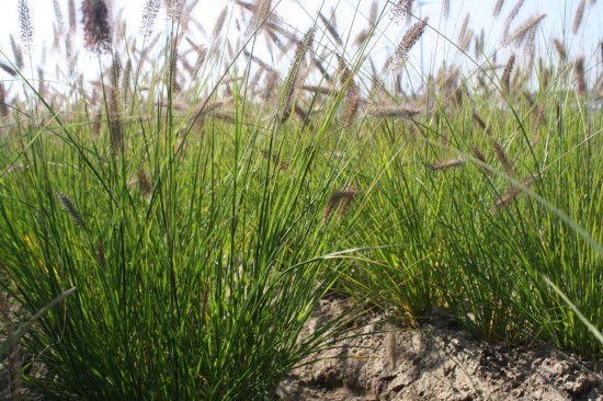 Pennisetum alopecoides cassian
