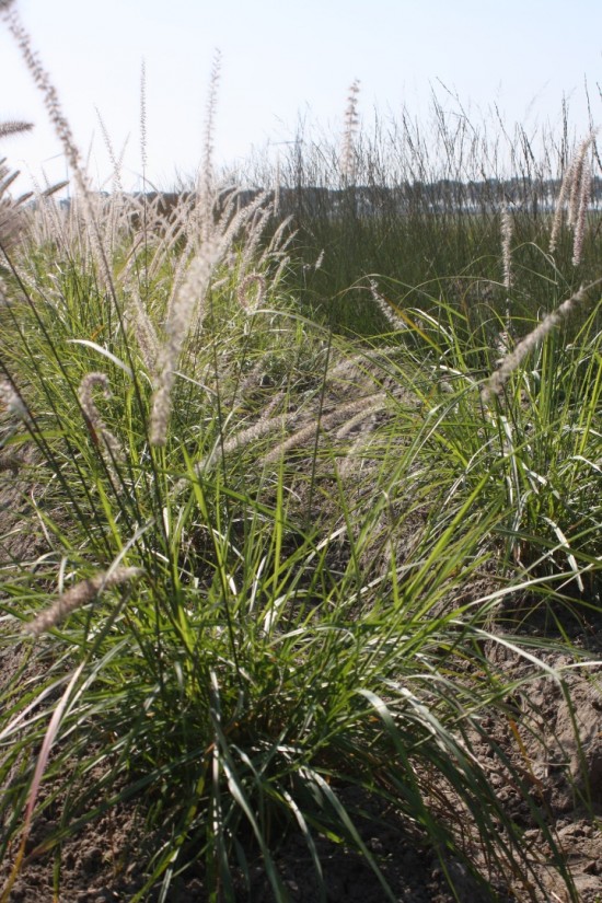 Pennisetum alopercoides viridescens