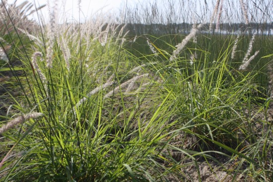 Pennisetum alopercoides viridescens