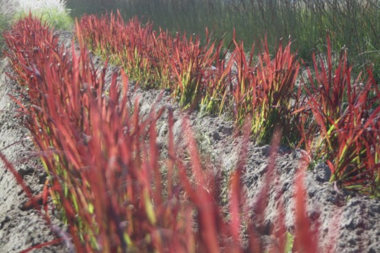 Imperata cylindra - Red Baron