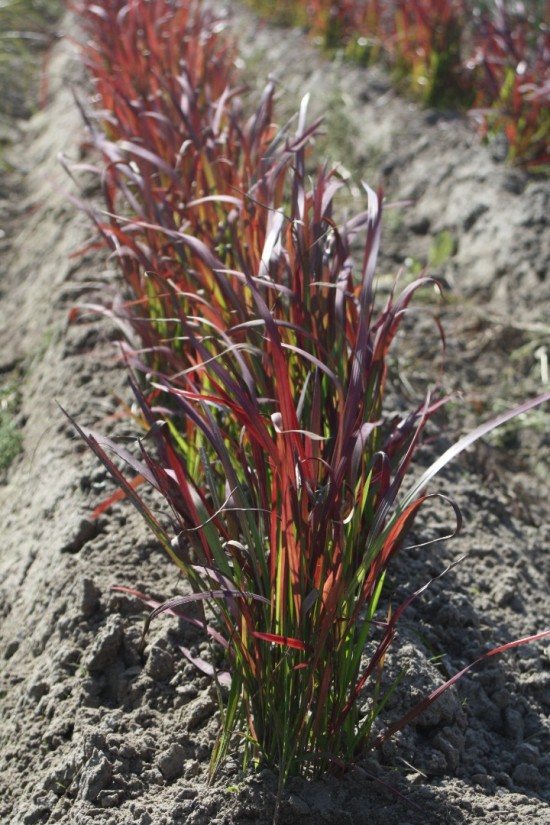 Imperata cylindra - Red Baron