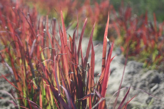 Imperata cylindra - Red Baron