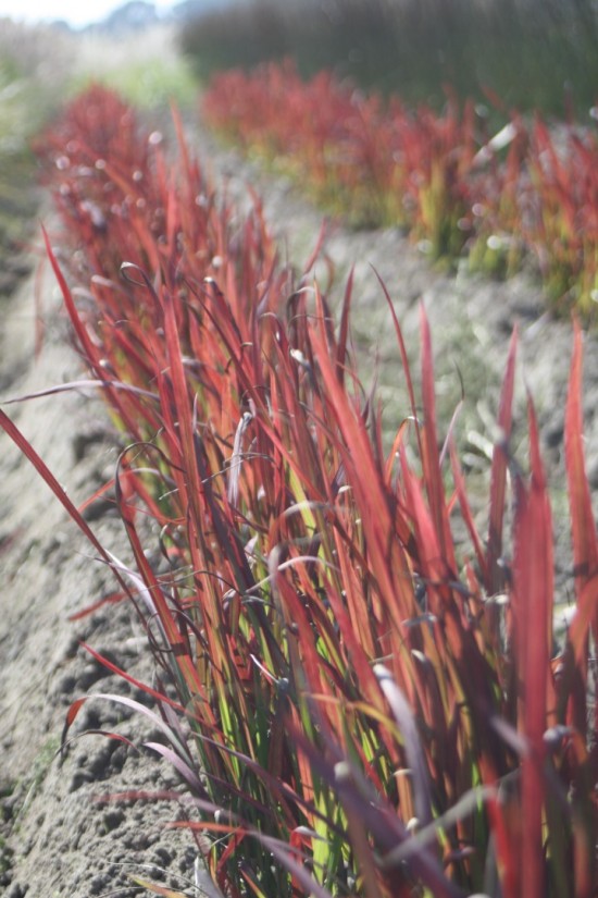 Imperata cylindra - Red Baron