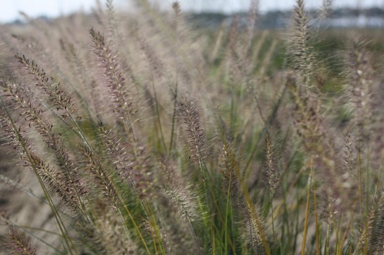Pennisetum alopecoides goldstrich