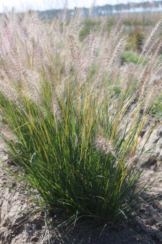 Pennisetum alopecoides goldstrich