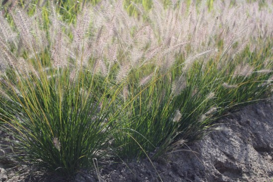 Pennisetum alopecoides goldstrich