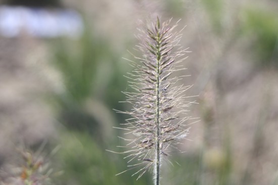 Pennisetum alopecoides little bunny