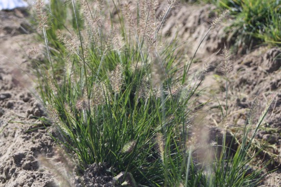 Pennisetum alopecoides little bunny