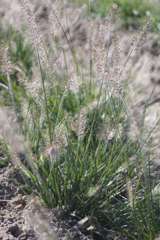 Pennisetum alopecoides little bunny