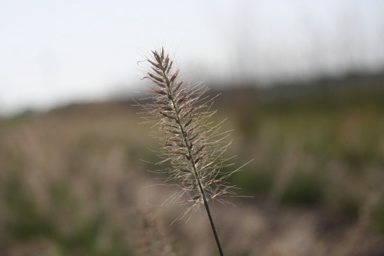 Pennisetum alopecoides little honey
